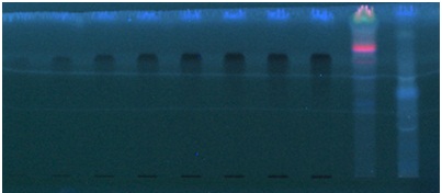Image at 366 nm