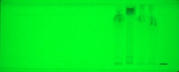 Image of the Plate for Accuracy at 254nm