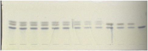 obs_exp4_1